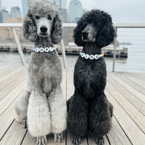 Pan Kłaczek Amulet miłość - Obroża dla psich mam